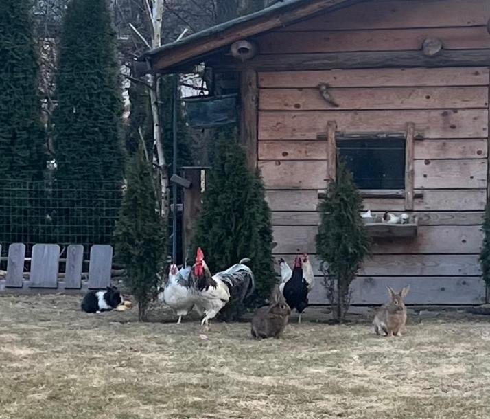 B&B Casa Il Sasso Pinzolo Eksteriør bilde